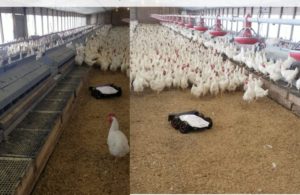 Robots in a hen house used to help with egg production of the chickens.