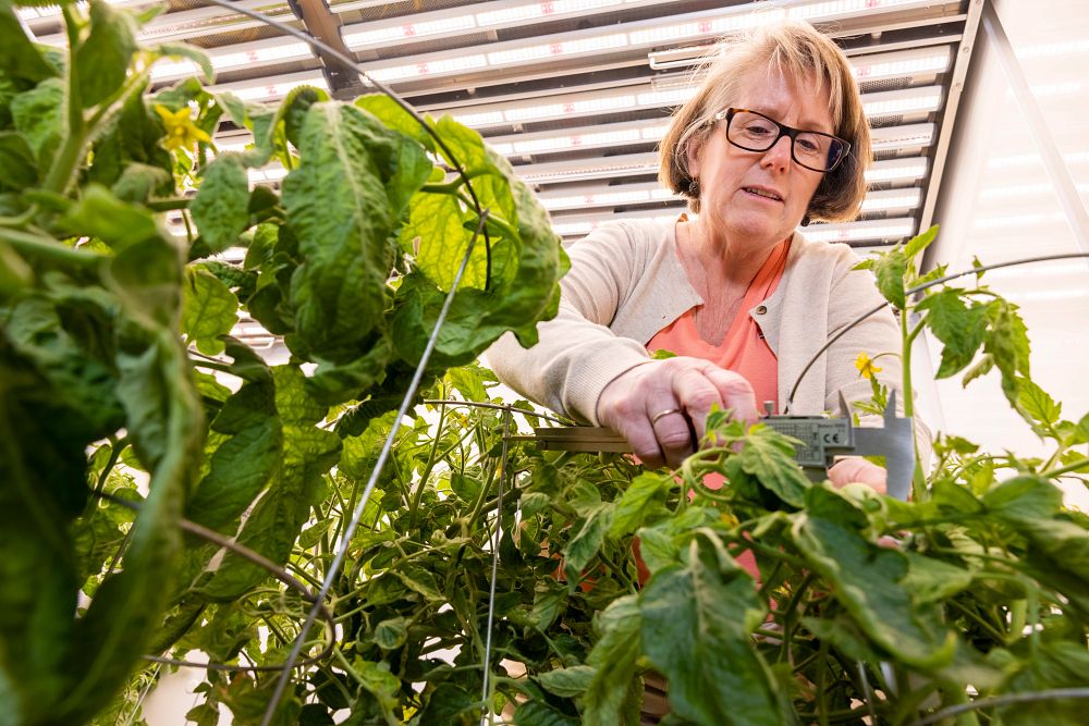 Robin Buell working with plants inside a green house.
