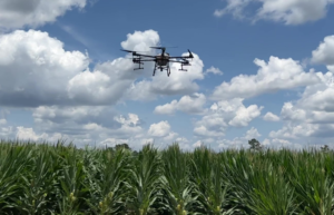 A drone is spraying pesticides over a crop field.