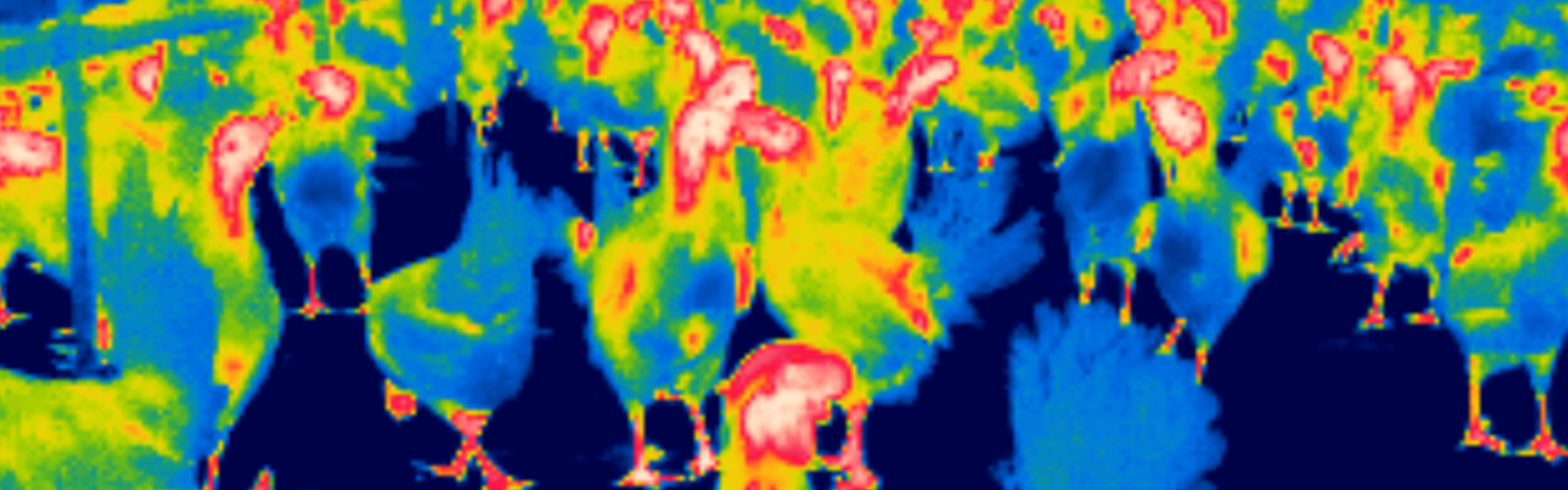 Thermal image of hens