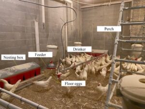 Tracking Floor Eggs in Cage-free Houses with Machine Vision Technologies.