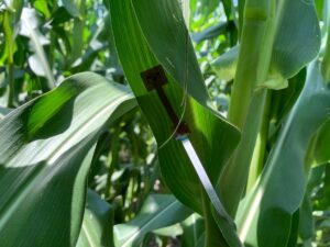 Plant-wearable sensor for real-time quantification of transpiration under abiotic or biotic stress on a corn leaf.