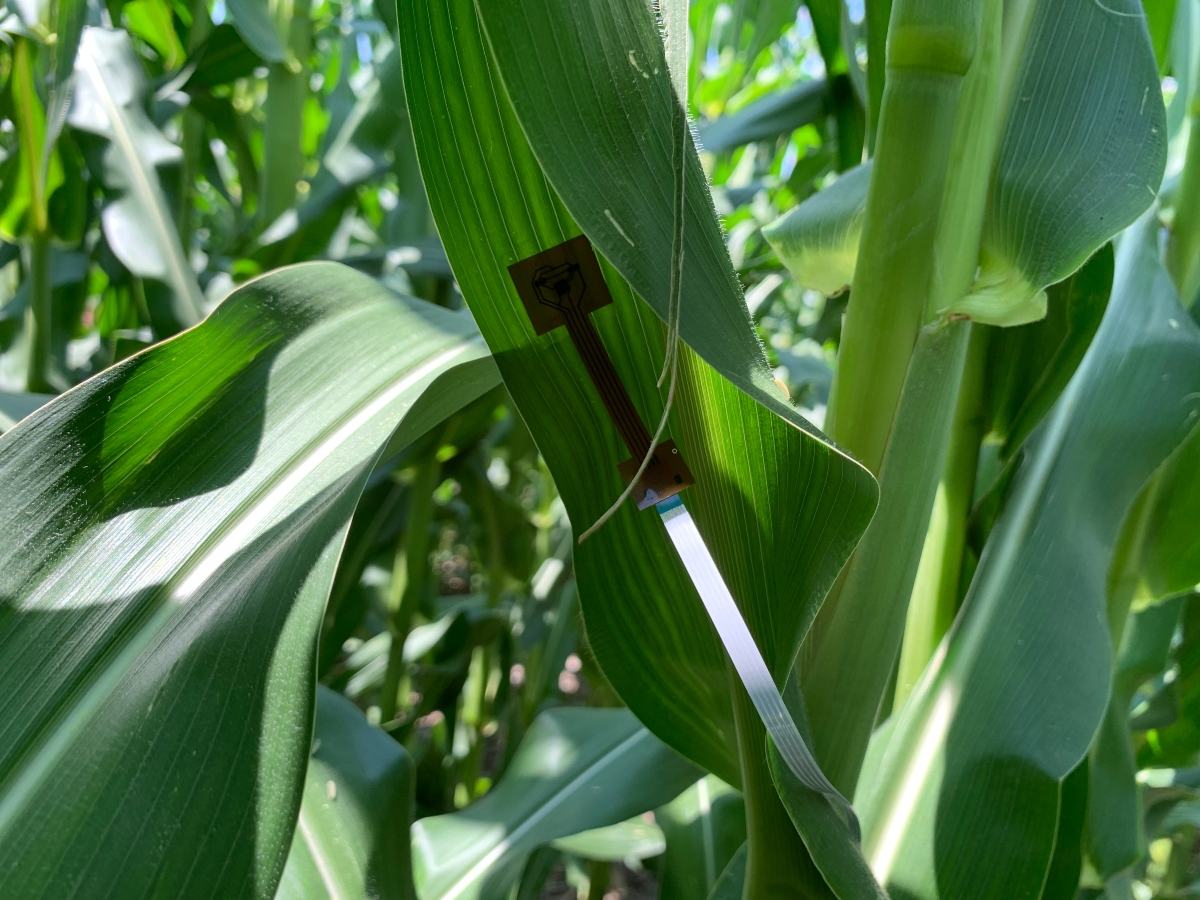 Plant-wearable sensor for real-time quantification of transpiration under abiotic or biotic stress on a corn leaf.